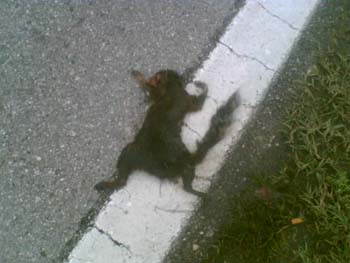 Scoiattolo grigio, Sciurus carolinensis : N. di Milano